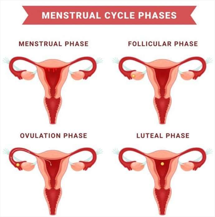 Menstrual Cycle